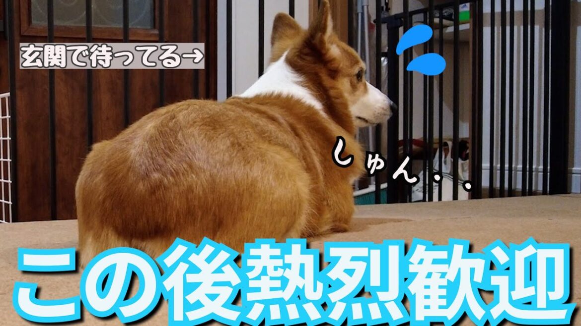 父が長期出張でへこんでいたが帰ってきたとたん元気100倍になるコーギー犬