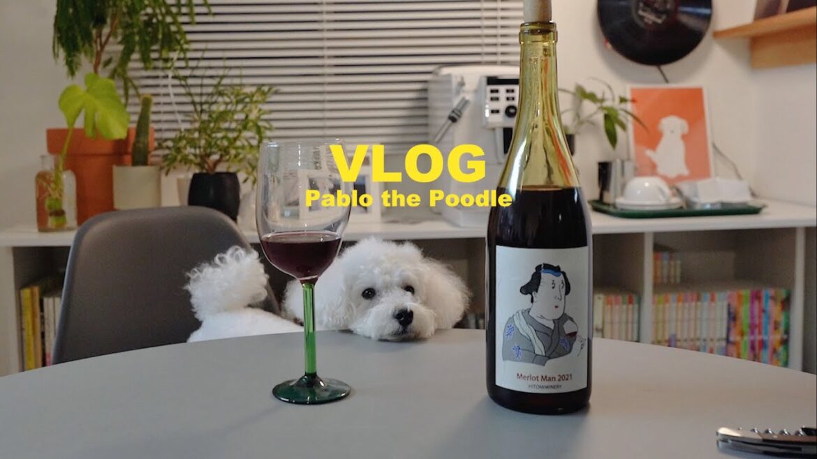 VLOG_トイプードルの寝言の撮影に成功 , てらおかなつみさんのイラスト ,ドッグランに行く, ワインで晩酌 VLOG_トイプードルの寝言の撮影に成功 , てらおかなつみさんのイラスト ,ドッグランに行く, ワインで晩酌