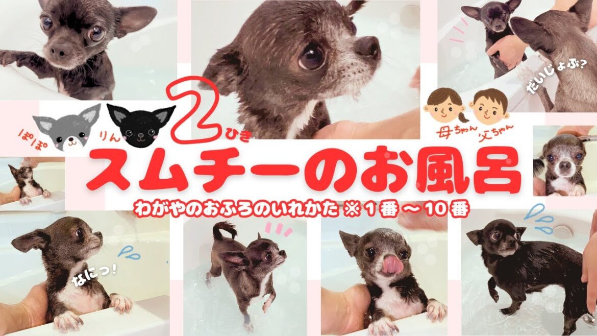 スムースチワワ２匹のお風呂の様子※イラストも少し入れてみました！
