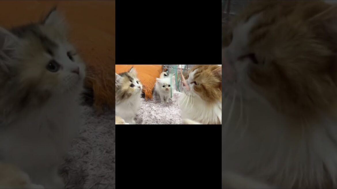 【幸せ子猫ルーム】マンチカン&ミヌエット子猫とママさん♡ #cat #かわいい子猫 #kitten #子猫 #短足マンチカン