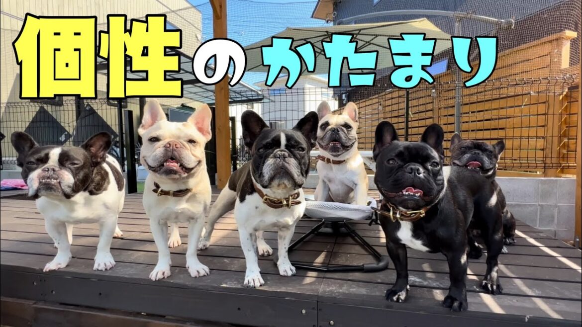 可愛い個性の固まり集団をまとめるコツ教えます。【フレンチブルドック多頭飼い】
