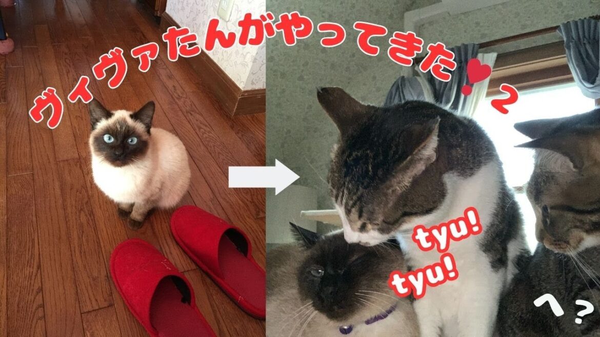２月の寒い日、庭で小鳥のパンくずを一生懸命食べていた、小さな猫。大切な我が家の保護猫ヴィヴァとの出会いとその後を、パワーアップしてまとめました。最近の不思議な？話題も💕