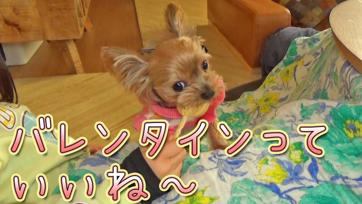 【ヨークシャテリア】バレンタインにオヤツをもらったヨークシャテリア【Yorkshire Terrier】
