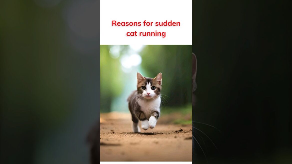 Reasons for sudden cat running