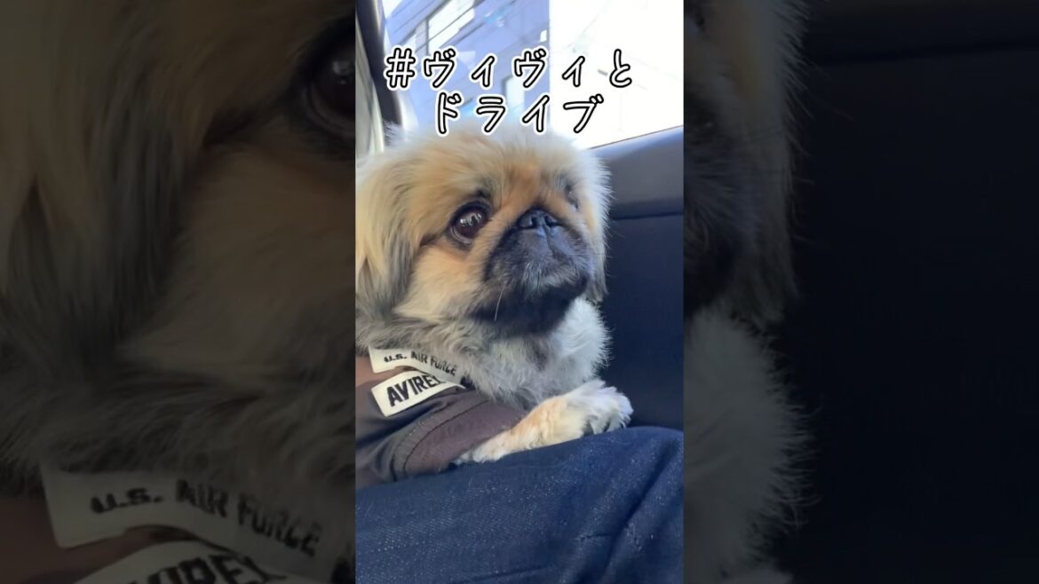 ヴィヴィとドライブ！#pekingese #ペキニーズ#dog#shorts #drive #페키니즈