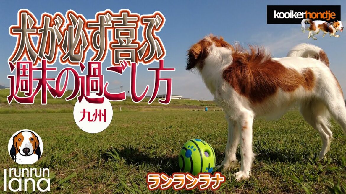 #84 犬が必ず喜ぶ週末の過ごし方　コーイケルホンディエ