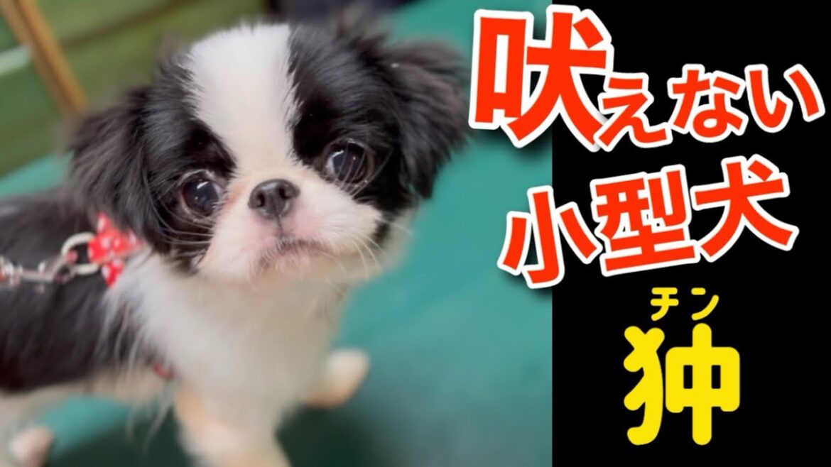 吠えない狆はこんな人に向いている！飼い主が性格と飼いやすさを解説！