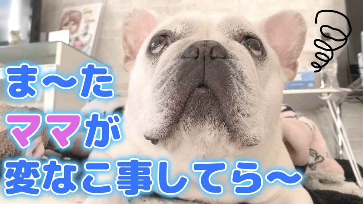 今夜も暴走ママに付き合わされる２人の男達【フレンチブルドッグ frenchbulldog】