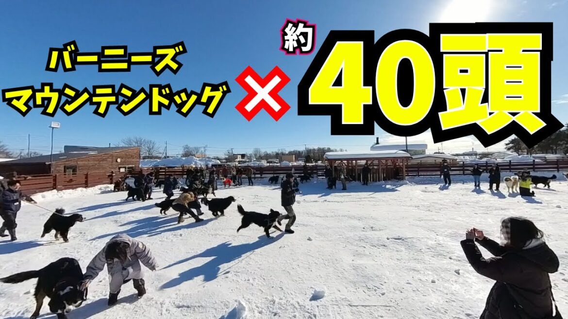 【開催】集まれバーニーズマウンテンドッグ！8282会だよ全員集合