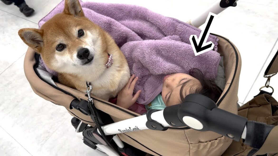 柴犬と５歳娘とお出掛けすると最終的にこうなりますw