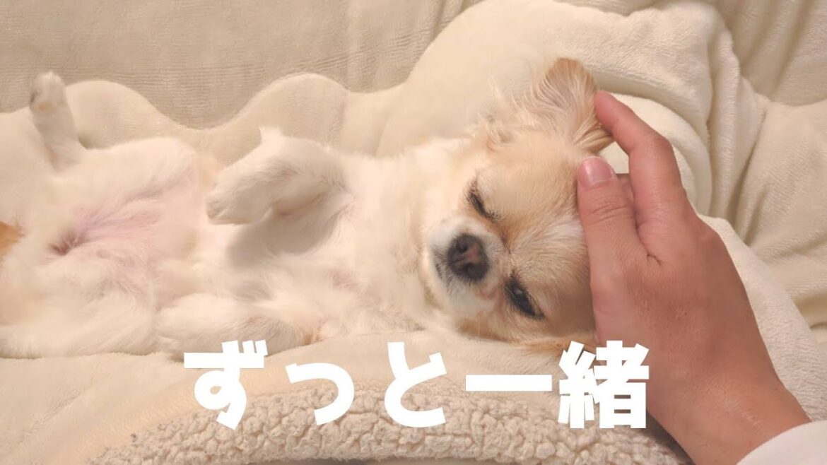 雨の日はいつも以上に甘えんぼうになる垂れ耳チワワ