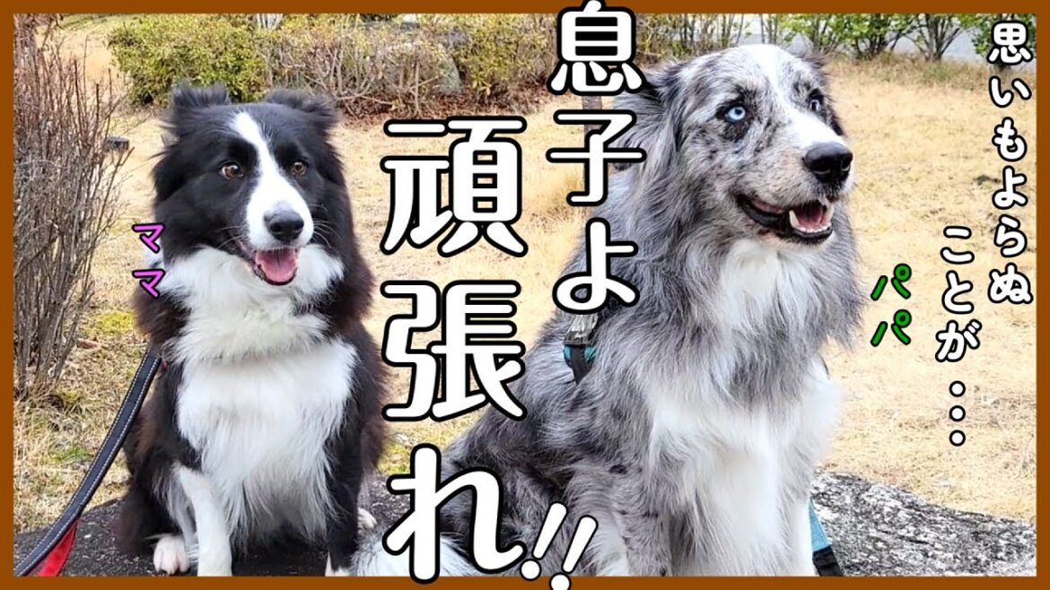 巣立った子の応援に行ったら予期せぬ事が…涙😳【ボーダーコリー】