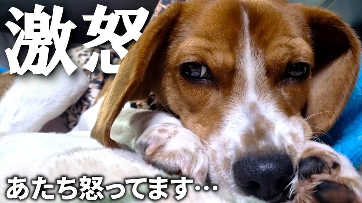 思い通りにならないとスネちゃうビーグルの一週間に密着してみた 思い通りにならないとスネちゃうビーグルの一週間に密着してみた