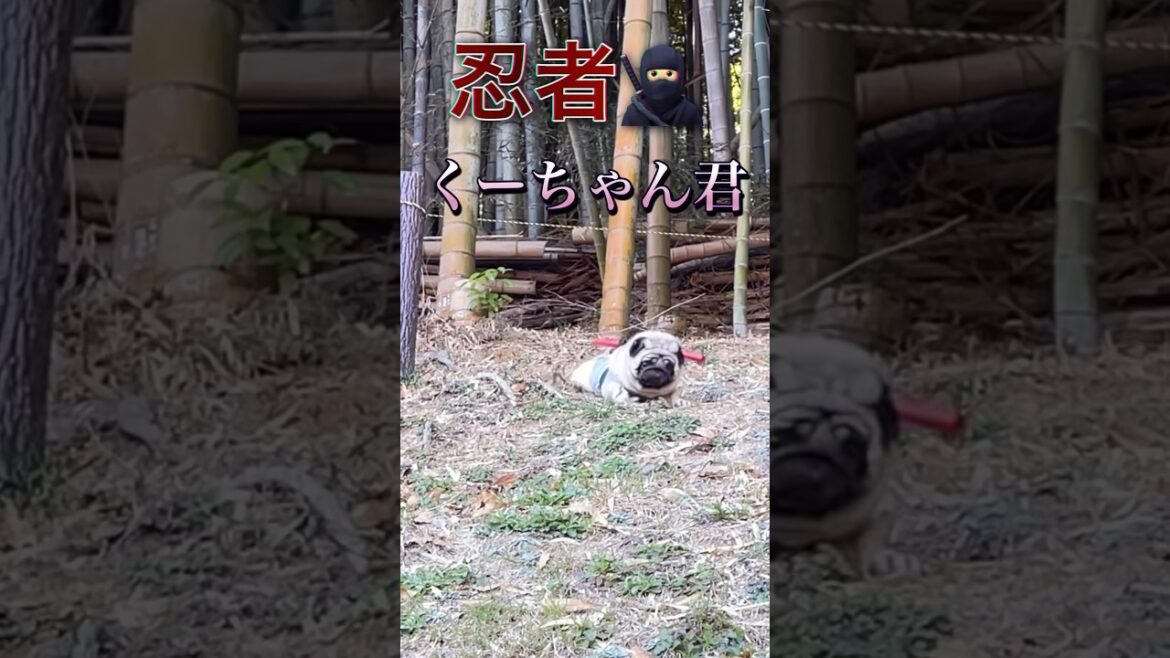 忍者くーちゃん君#パグ#shorts #おもしろ #犬のいる暮らし