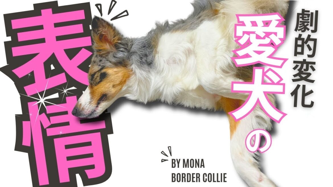 愛犬が驚くほど良い表情に！【 コンストラクショナル • アフェクション 】  ボーダーコリー ブルーマール 賢い