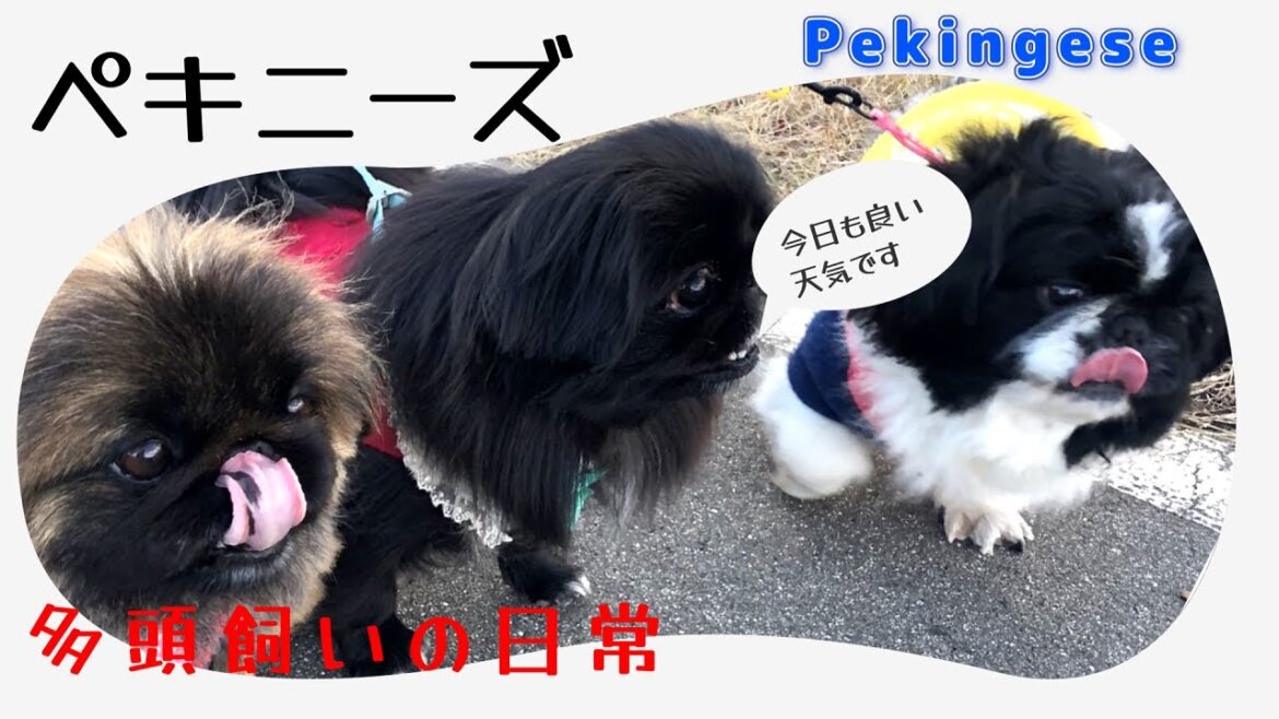 【ペキニーズ】３頭飼いの日常#多頭飼い #ペキニーズ #pekingese #犬のいる暮らし #dog #cutedogs #かわいい #癒し