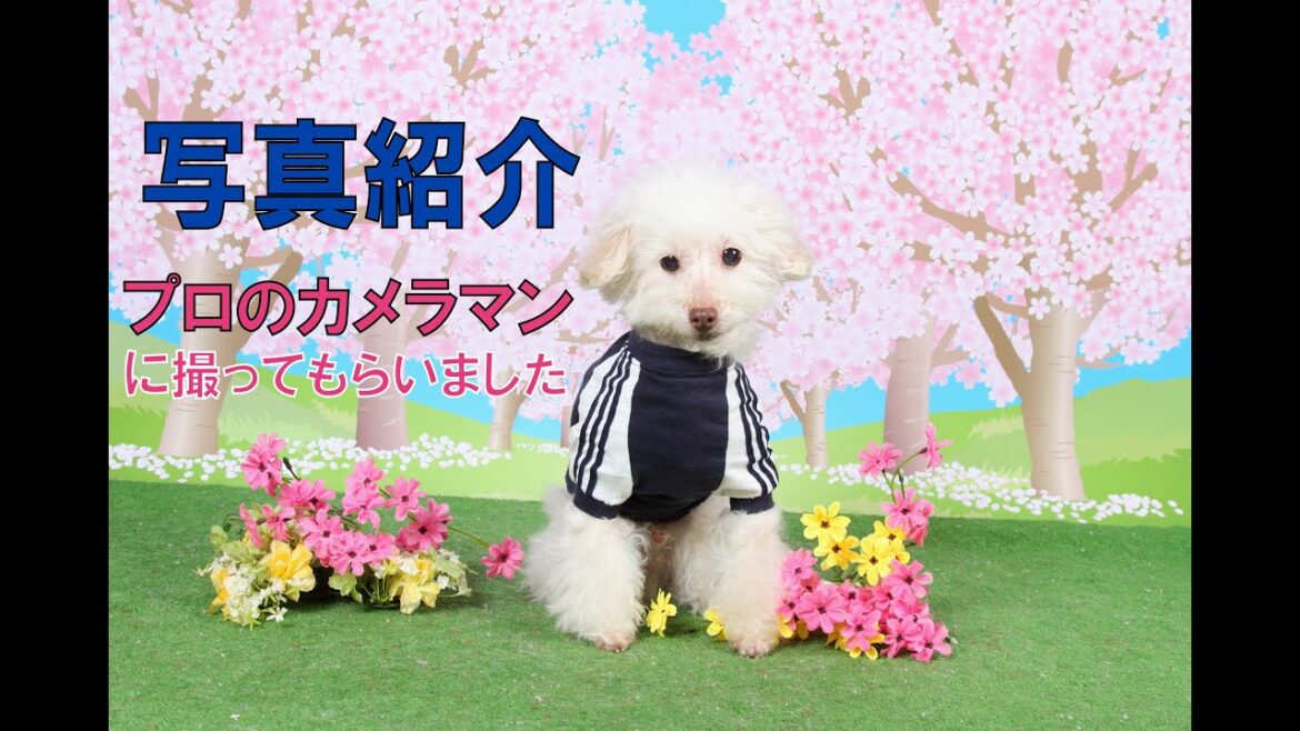 【撮影会】テーマは桜とバレンタイン【トイプードルもん】