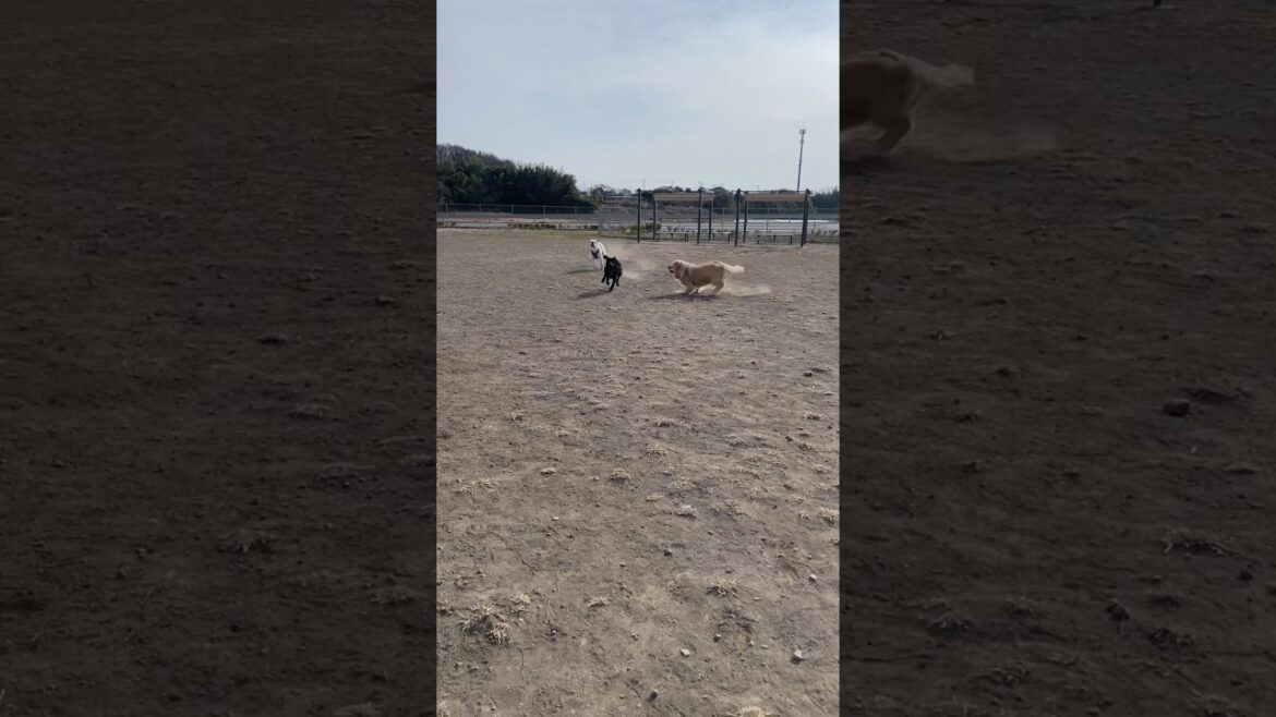 待ち伏せしてたら越えられた　ゴールデンレトリバー　ボクサー犬