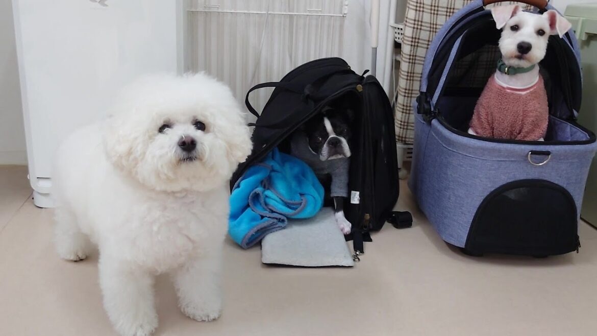 白に挟まれてボストンテリア起床 🐶ひみつきちなう!①🐶  2024年2月24日 白に挟まれてボストンテリア起床 🐶ひみつきちなう!①🐶  2024年2月24日