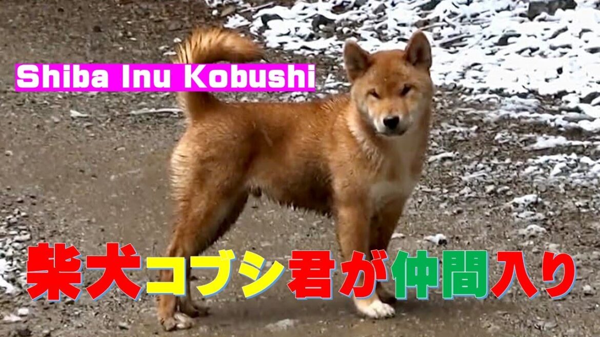 新入柴犬コブシとグンとイチカと山散歩です⛰️（Shiba Inu Kobushi, Gun and Ichika）【Samurai dog TV】