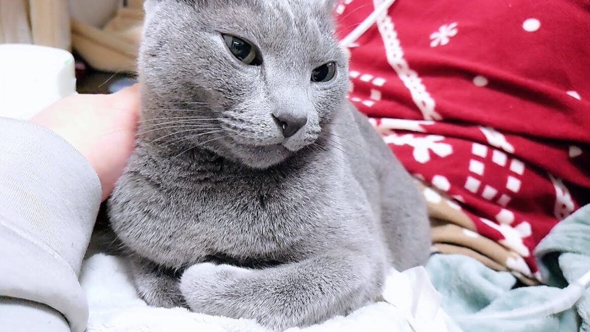 【猫動画】飼い主の場所をどんどん奪うロシアンブルー【Russian blue】Russian blue is getting closer and closer