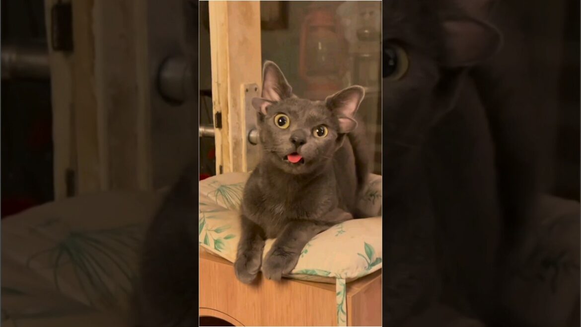 POKEMON KITTY!!! 😳❣️