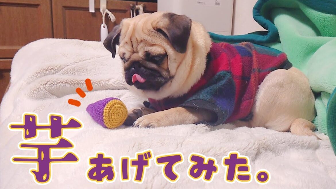 大好きな焼き芋をプレゼントしてみたけど眠たくてほぼ動かないパグ達パグのぺろぽん兄弟pug犬| 大好きな焼き芋をプレゼントしてみたけど眠たくてほぼ動かないパグ達パグのぺろぽん兄弟pug犬|