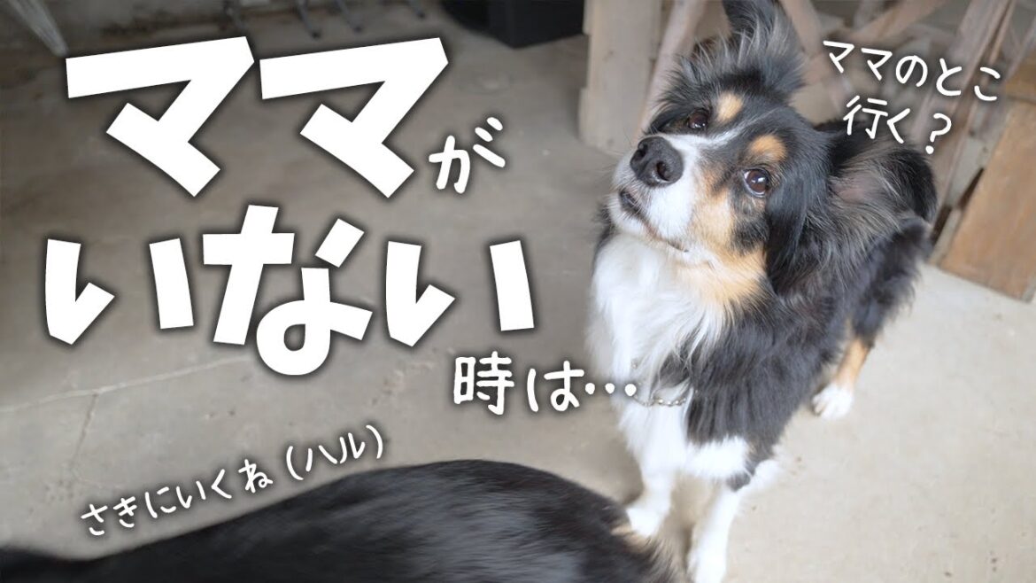 ママがいない時のボーダーコリーとオーストラリアンシェパードの様子