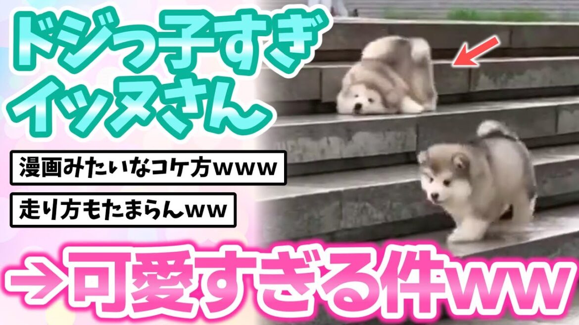 【2ch動物スレ】ドジっ子すぎるフワフワイッヌさん、漫画みたいな姿が可愛すぎる件ｗｗｗｗ