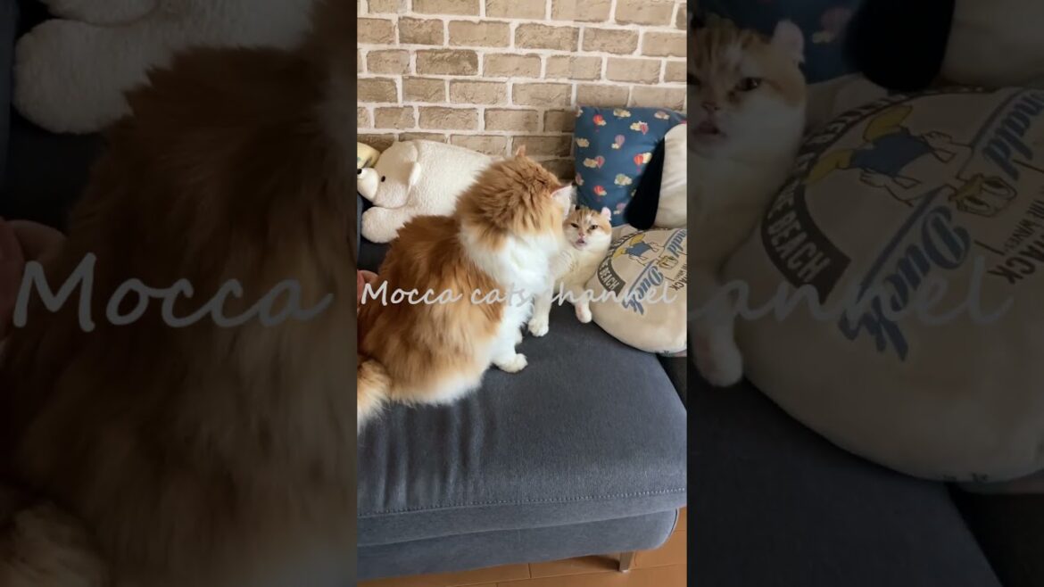 後ろ足で蹴り～それはないだろう・・・ #shorts  #猫 #アメリカンカール #cat