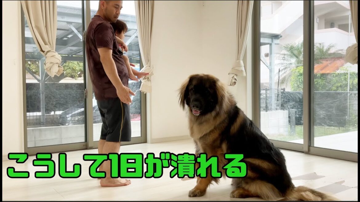 【超大型犬】　ワックスがけ　Leonberger　レオンベルガー