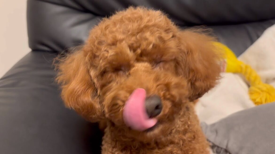 トイプードル、トリミングしたら、、、