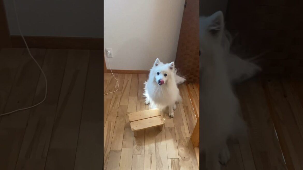 爆食系男子犬のルーティーン　#日本スピッツ　#japanesespitz #shorts