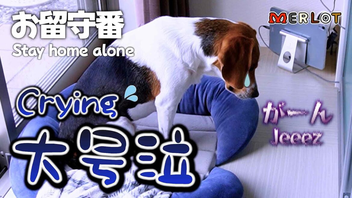 愛犬のお留守番を隠し撮りしてみたら、胸が締め付けられました...【モニタリング】／Beagle staying at home alone!