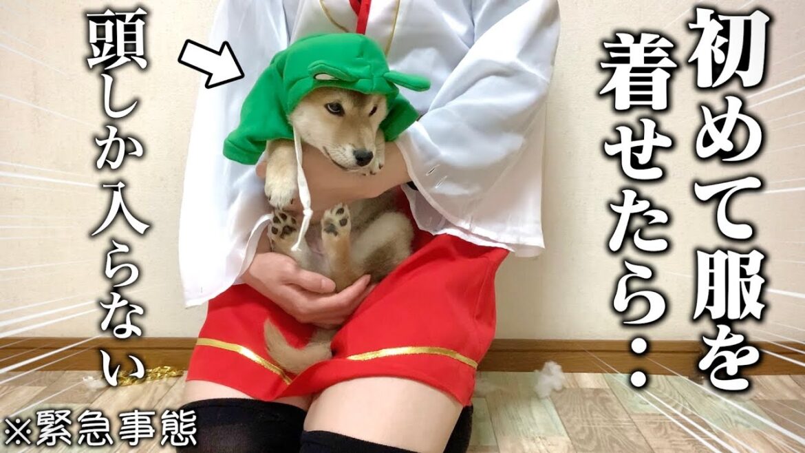 【成長はやすぎ…】初めて服を着たら大パニックになる生後3ヶ月の柴犬の反応が可愛すぎました…【和風総分家】