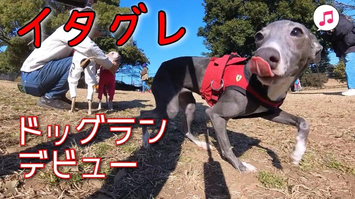 [イタグレ]６ヶ月のパピーがドッグランデビュー！　イタリアングレーハウンド　イタグレパピー