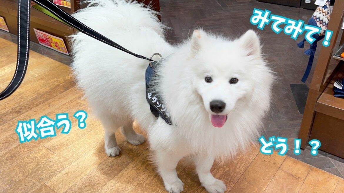 【サモエド】新しいハーネス見せたくてお仕事中に会いに行っちゃう白モフ