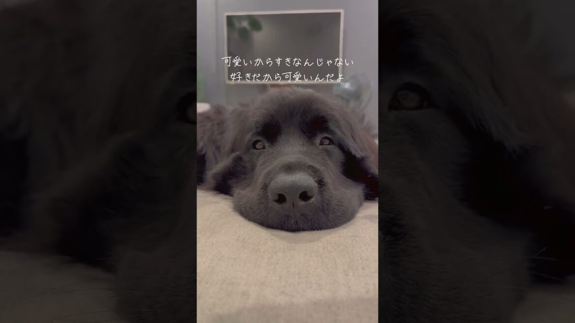 #ニコあんず#サモエド#samoyed #ニューファンドランド犬 #newfoundlanddog#ニューファンドランド #newfoundland