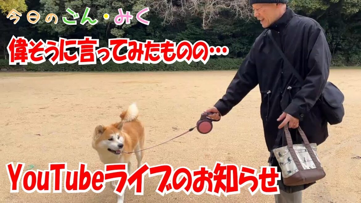 偉そうに言ってみたものの… ＆ YouTubeライブのお知らせ　今日のごん・みく♡　秋田犬【ごん・みく チャンネル】