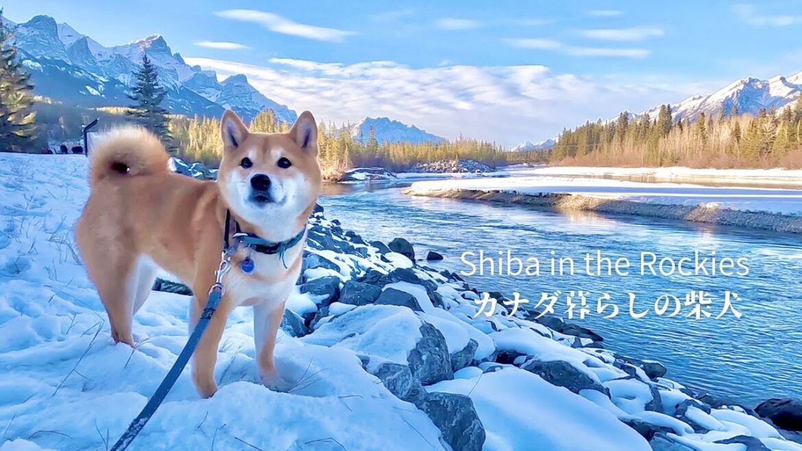 旅行者で賑わう絶景の街を愛犬と一緒にのんびり歩く1日【4K】カナダ海外生活
