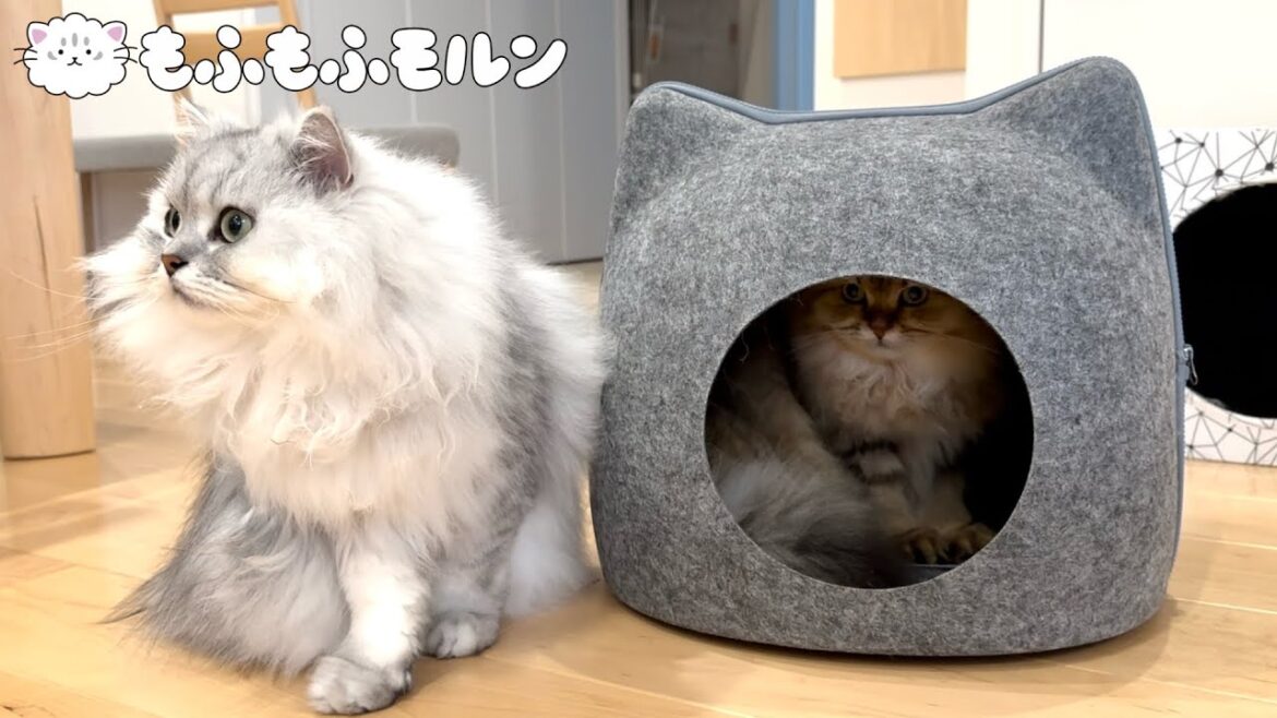 子猫と猫と猫ハウス 【サイベリアン】
