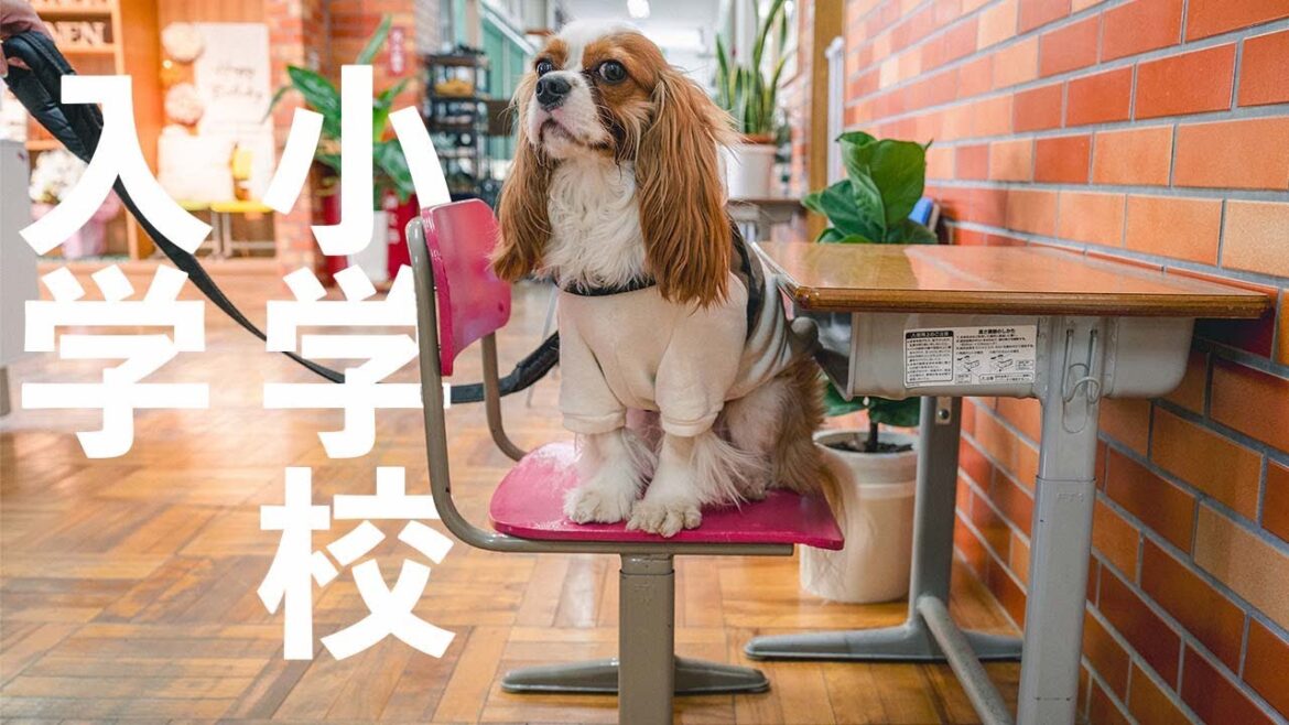 愛犬と入れる小学校!?早春の南房総を満喫 愛犬と入れる小学校!?早春の南房総を満喫