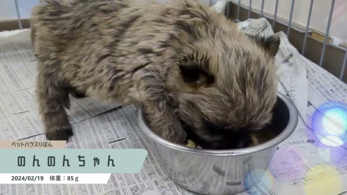 ケアーンテリア赤ちゃん
