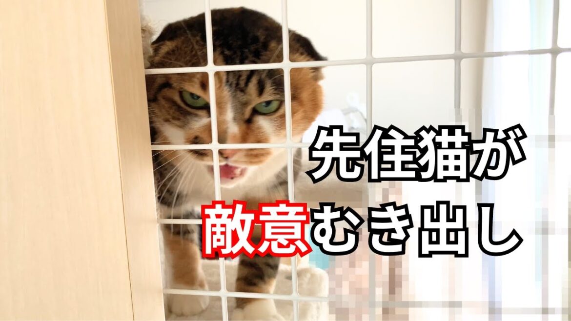 【ペルシャ猫】先住猫とのご対面！その５