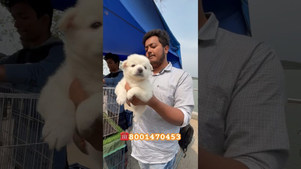 German Spitz 🔥❤️#youtube #trending #youtubeshorts #seramporepetmarket