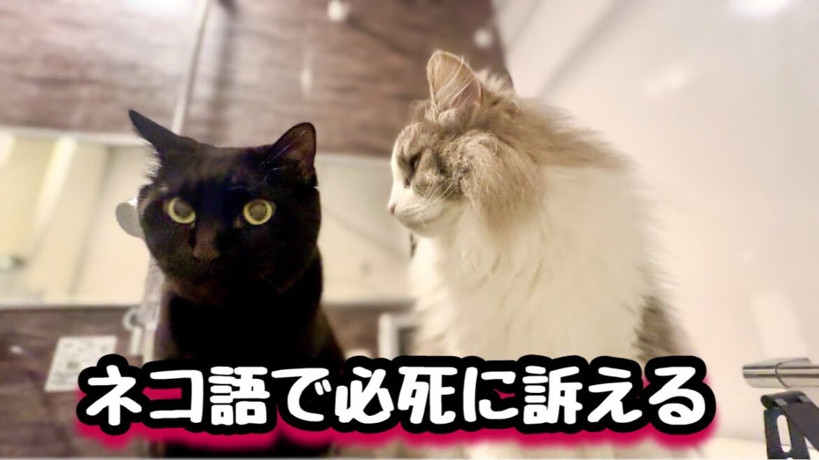 ネコ語でママに訴えてくる先輩💧でっかい猫たちに追い詰められてハゲができた！