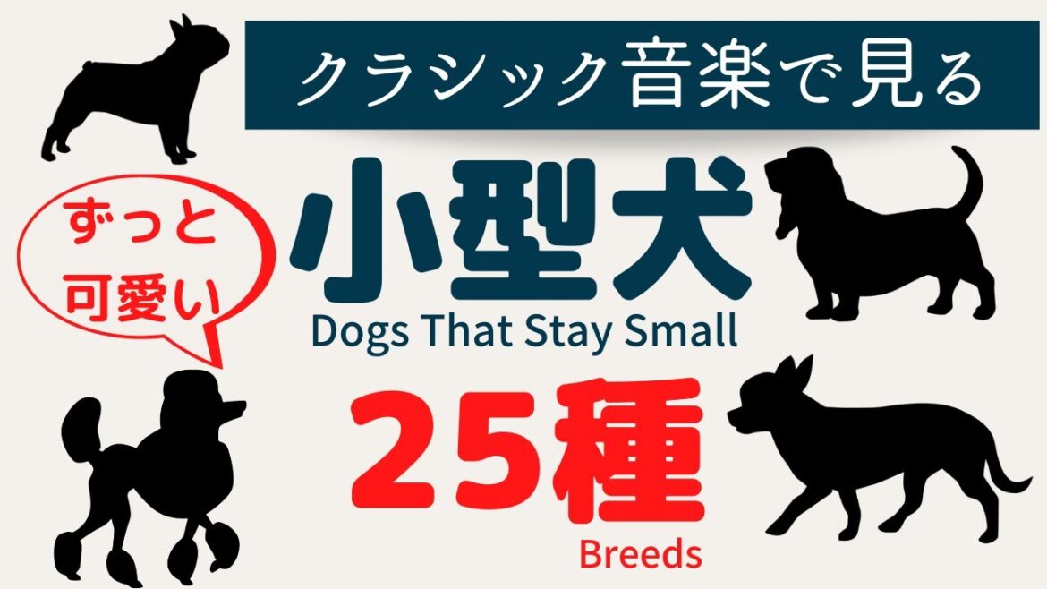 【25種】世界の小型犬25種をクラシック音楽と共に紹介！