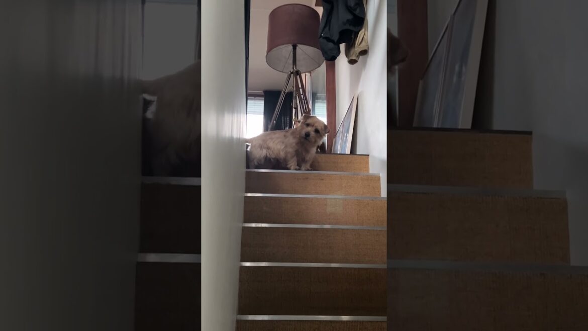【今スタンバイしたのだ】#shorts #norfolkterrier #kichi #cutedog #ノーフォークテリア #dog #terrier #吉 #階段