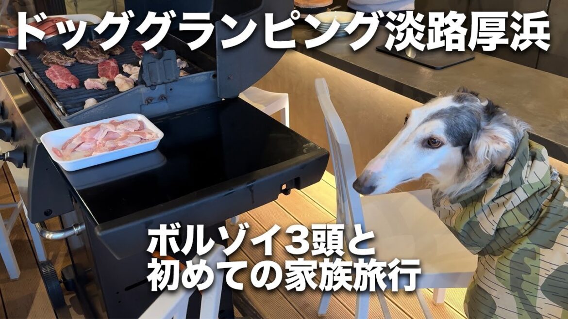 【淡路島_ドッググランピング淡路厚浜】ボルゾイ3頭と一緒に初めての家族旅行に行きました！