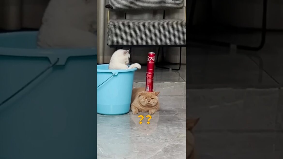 poor brown cat 🤣🤣🤣 #memes #fypシ゚viral #shorts